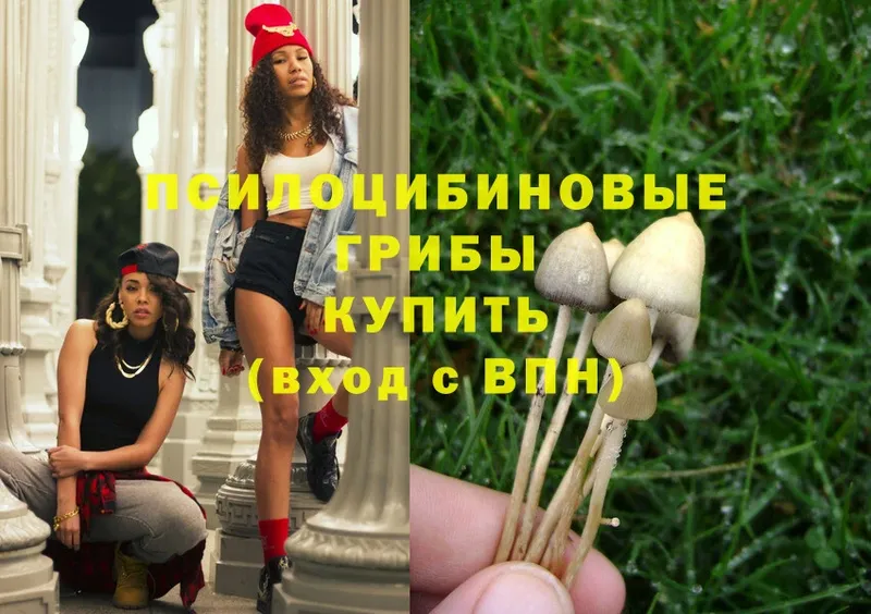 Галлюциногенные грибы Psilocybe  Звенигород 